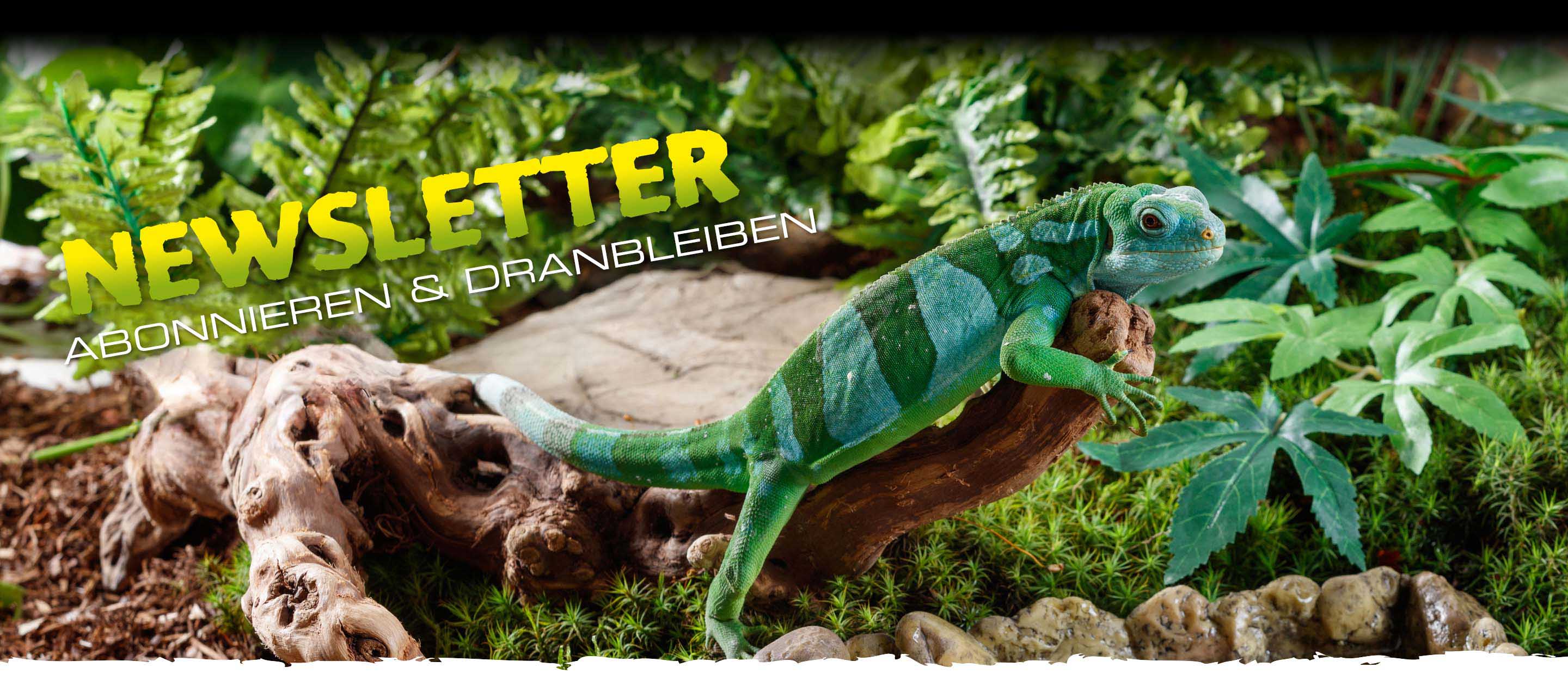 Sub_Newsletter Newsletter: subscribe and stay tuned