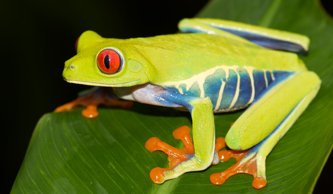 Agalychnis callidryas