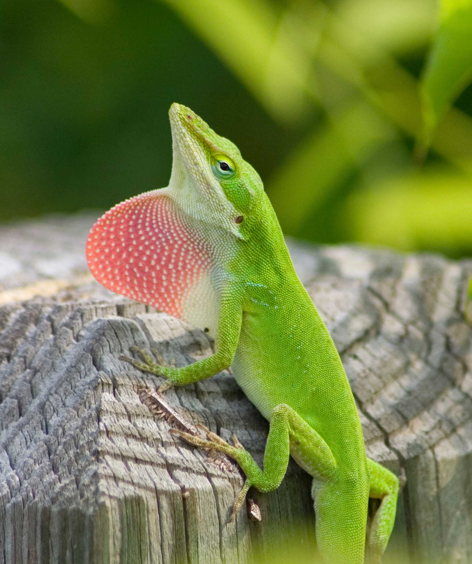 Anolis carolinensis