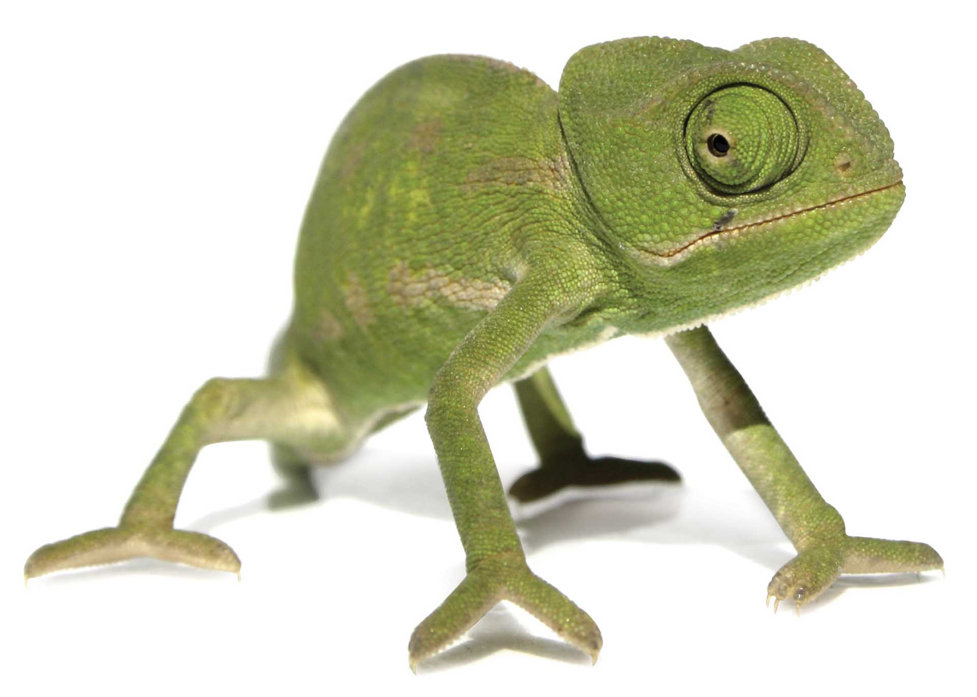 Dendrobates auratus