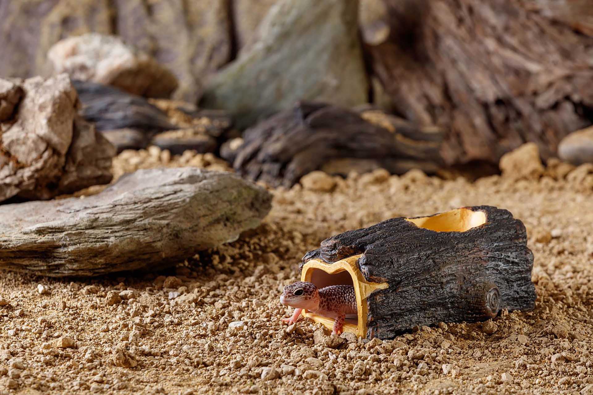 Eublepharis macularius Dendrobates auratus