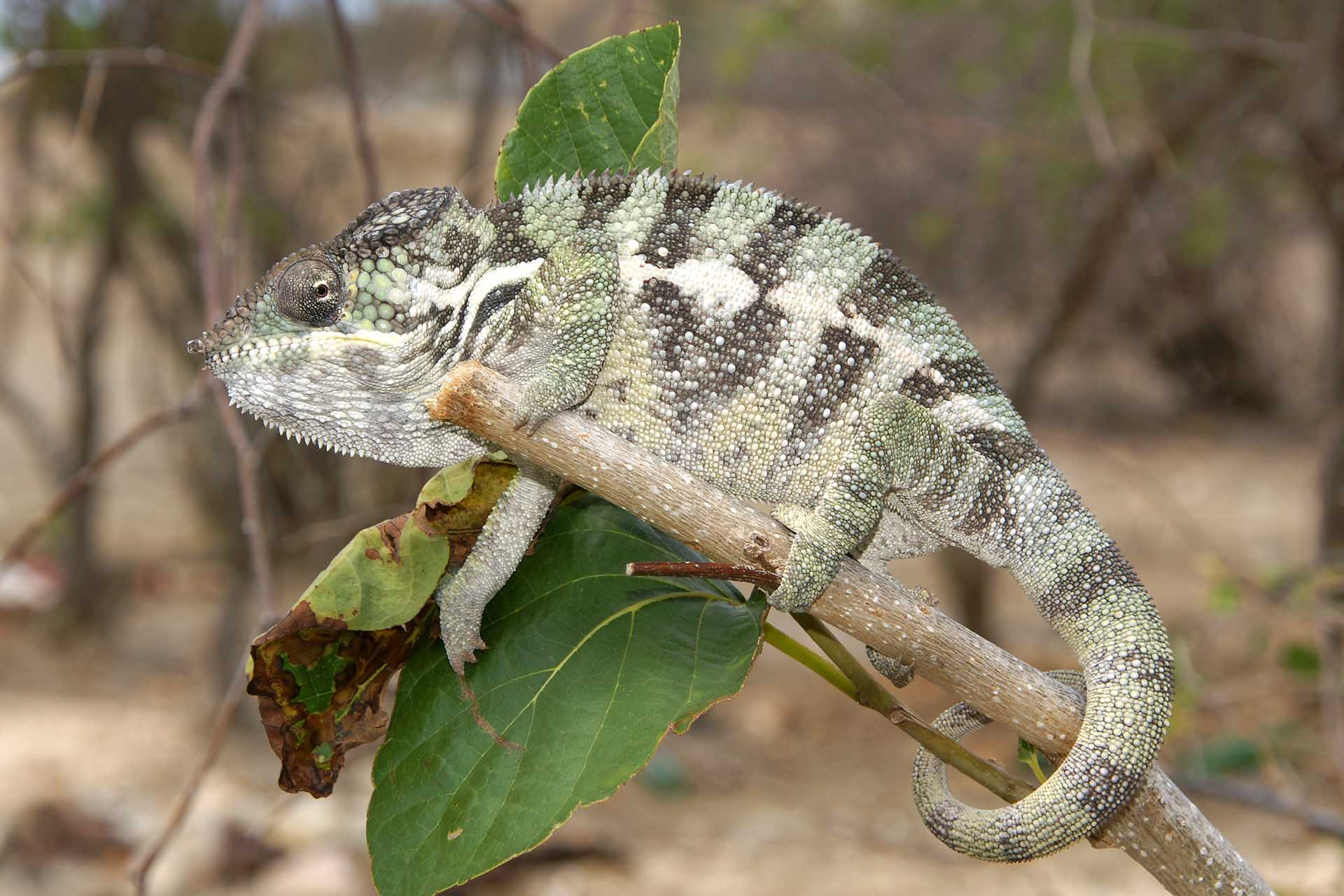 Furcifer pardalis Panter chameleon perched on top of a branch end (Furcifer pardalis) - by R. Zobel.