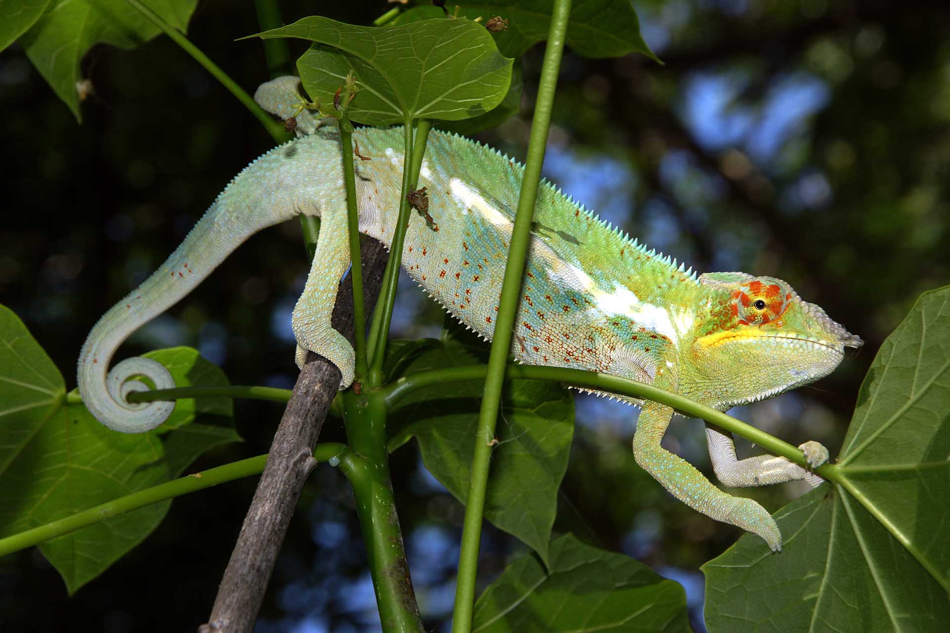 Furcifer pardalis Furcifer pardalis "Ankify" perched on top of a branch end (Furcifer pardalis) - by R. Zobel.