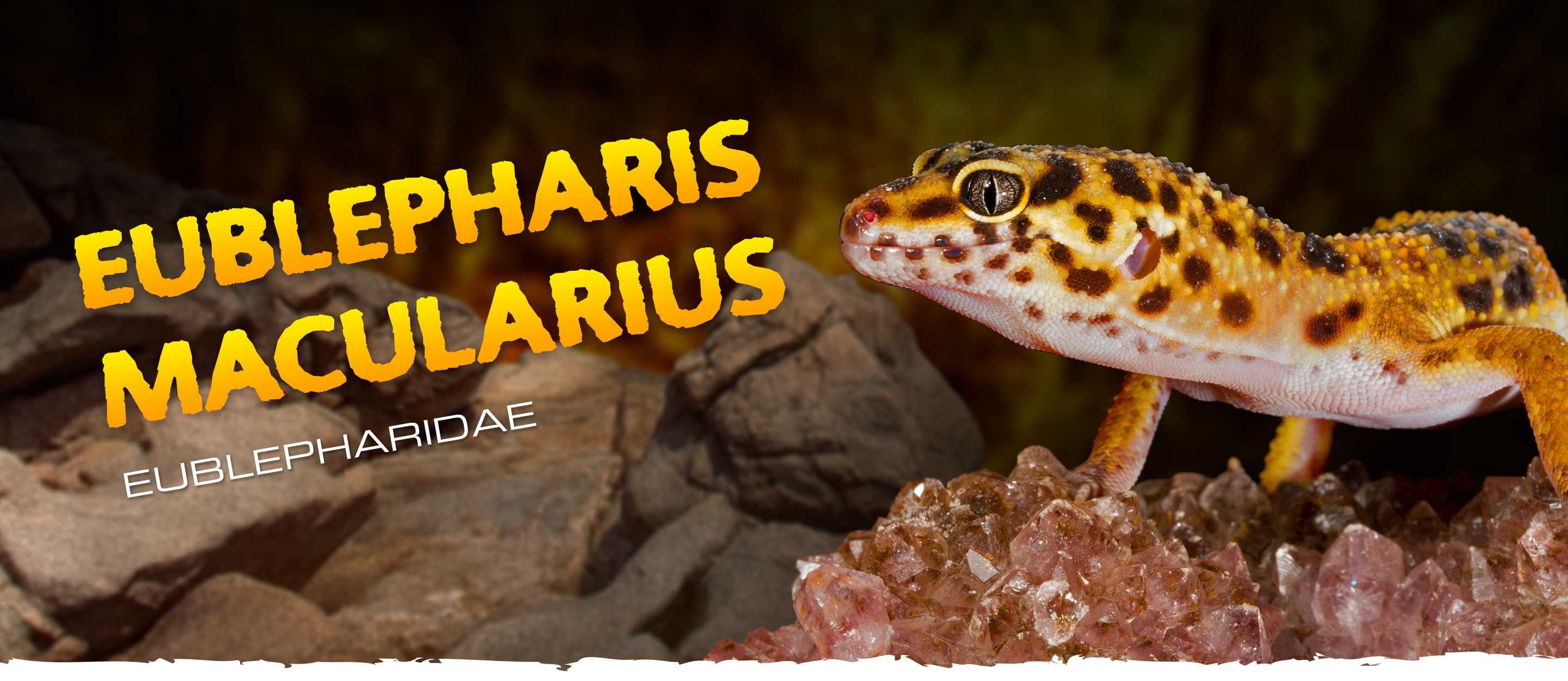 Eublepharis_macularius Eublepharis macularius