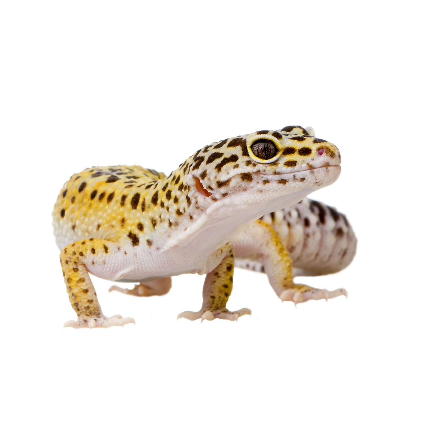 Leopard gecko - Eublepharis macularius Eublepharis macularius