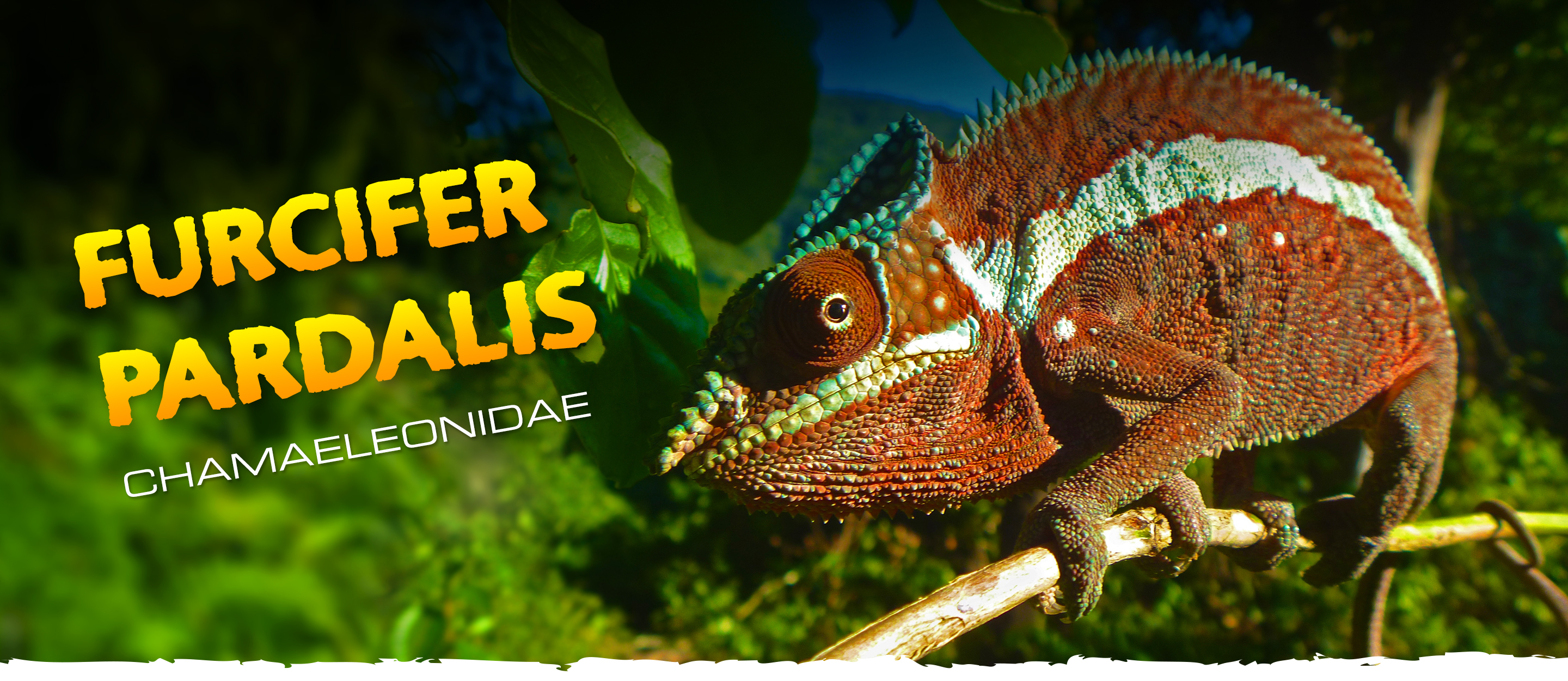 Furcifer_pardalis_Header Furcifer pardalis