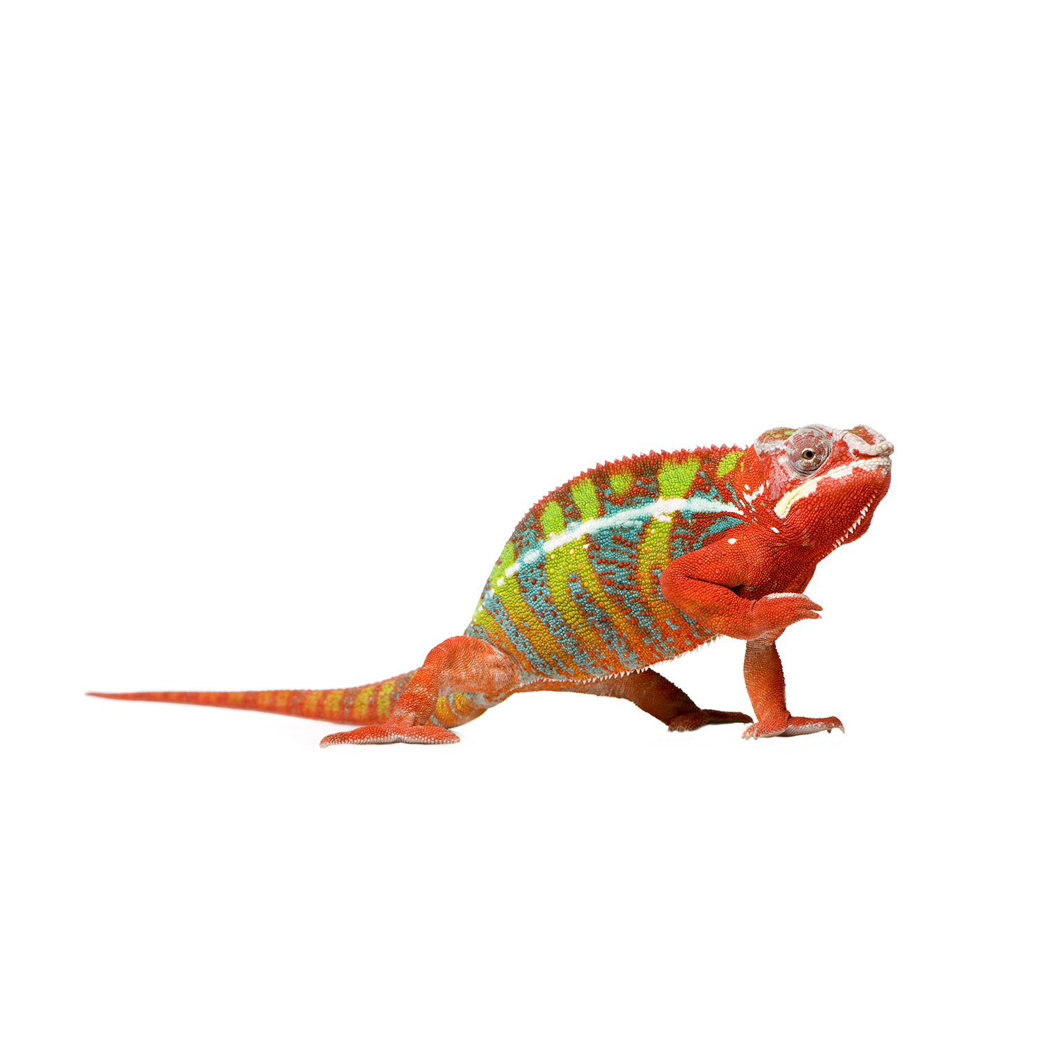 Furcifer pardalis Colorful 18 month old panther chameleon raising arm