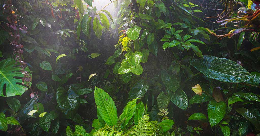 Perfeccionamiento de las condiciones del terrario