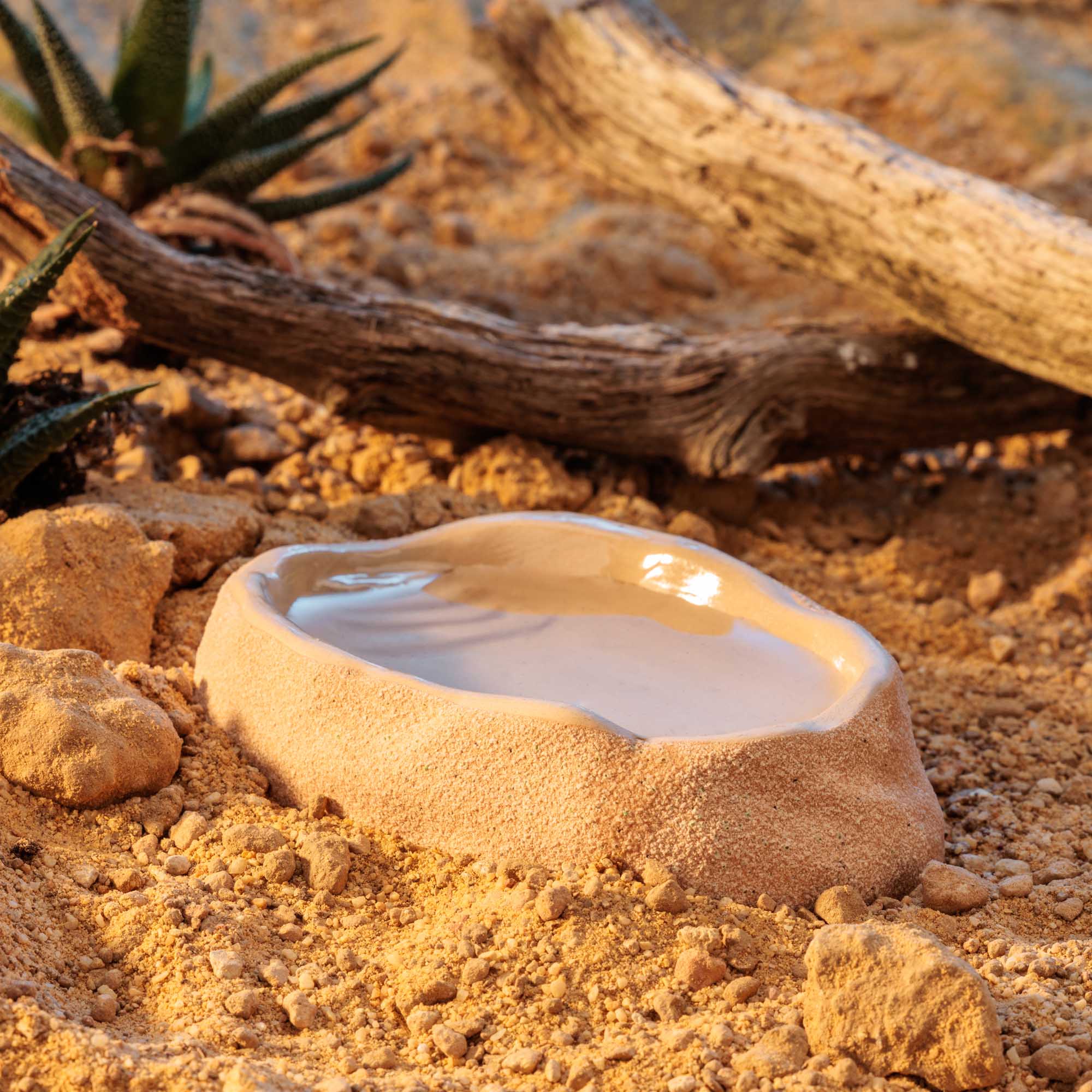Terrarium Dish Medium - Imagen 5