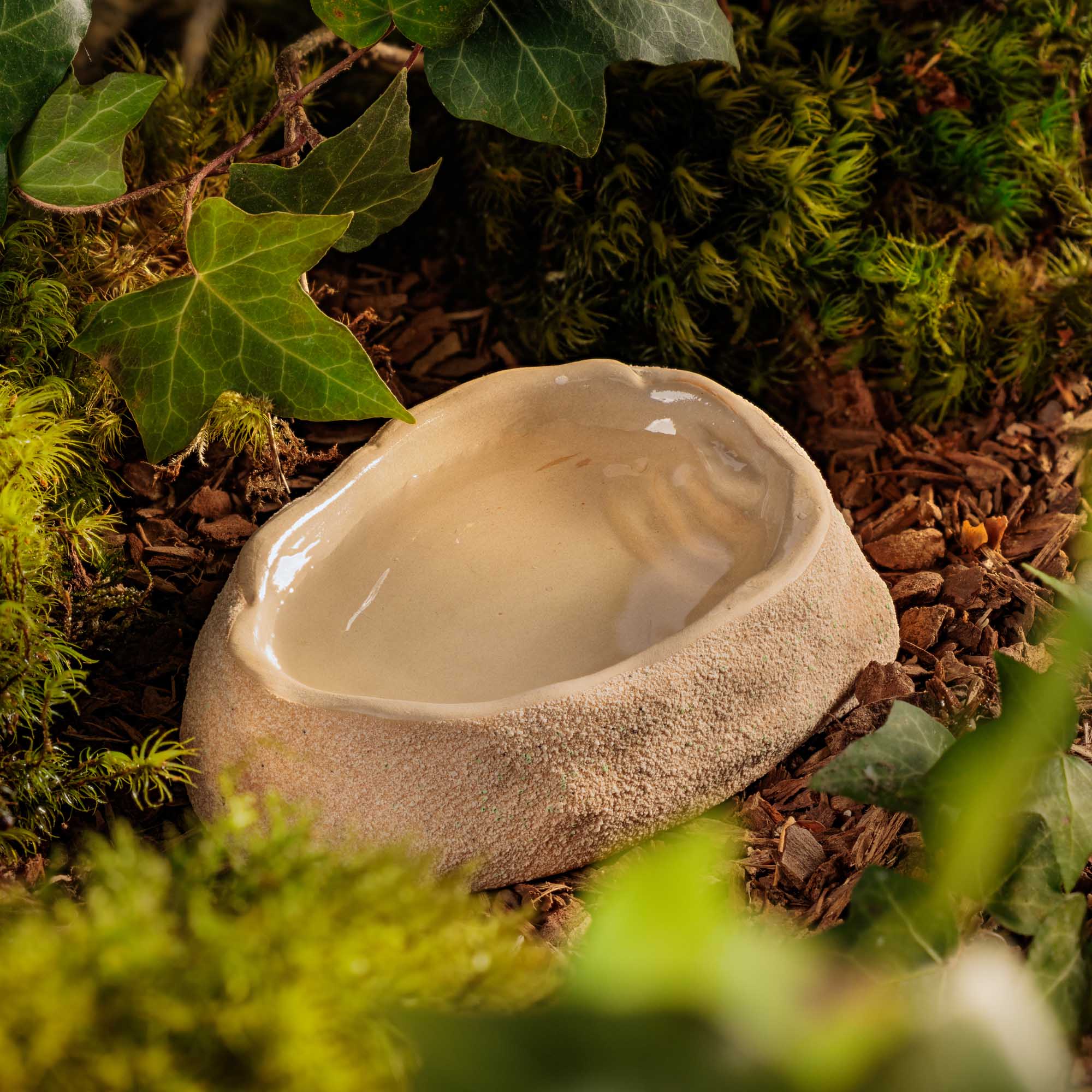Terrarium Dish Medium - Imagen 6