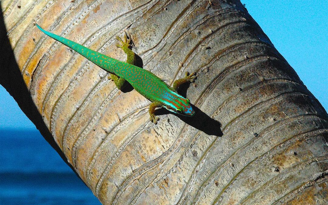 El Mundo &Uacute;nico Del Phelsuma inexpectata