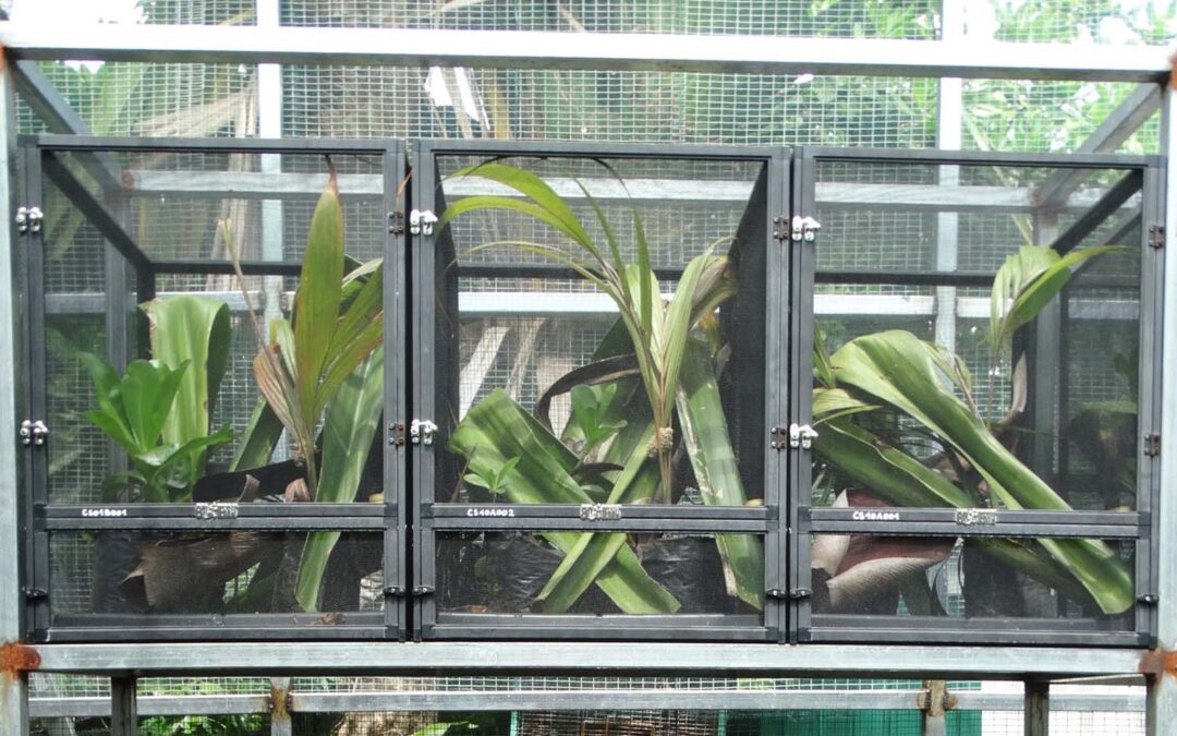 Un Salvavidas Para El Phelsuma Inexpectata