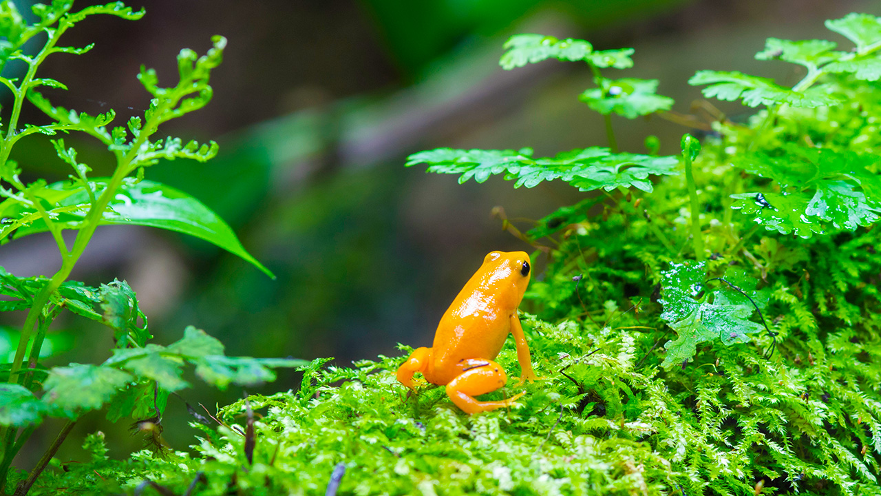 bene_planted_light_frog El Terrario