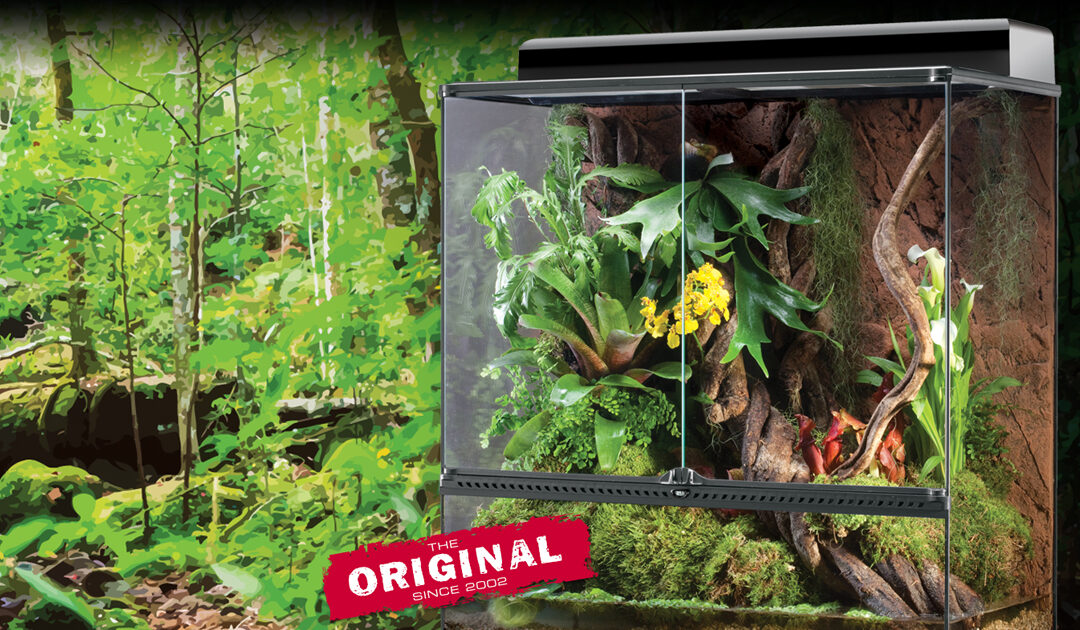&iquest;Por Qu&eacute; Montar Un Terrario Natural?