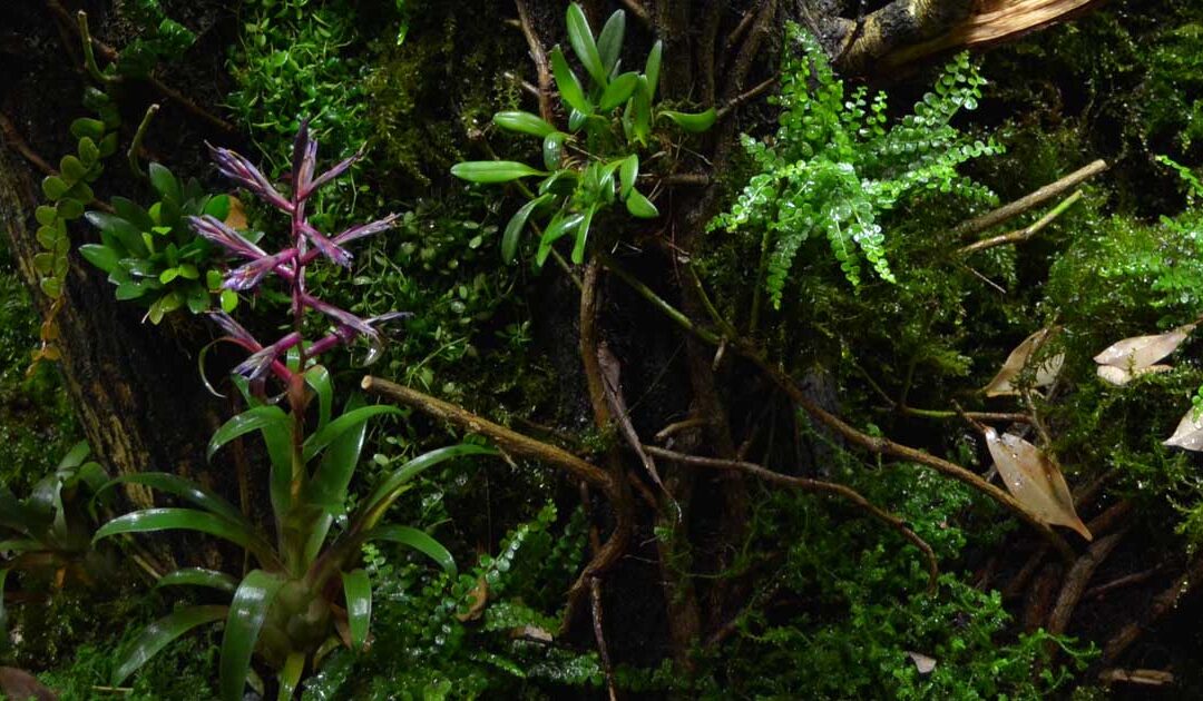 C&oacute;mo Montar Un Terrario Bioactivo