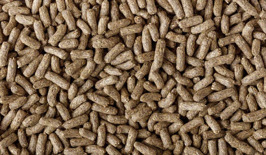 Dragon Grub, &iexcl;no Es La T&iacute;pica Comida De Reptiles!