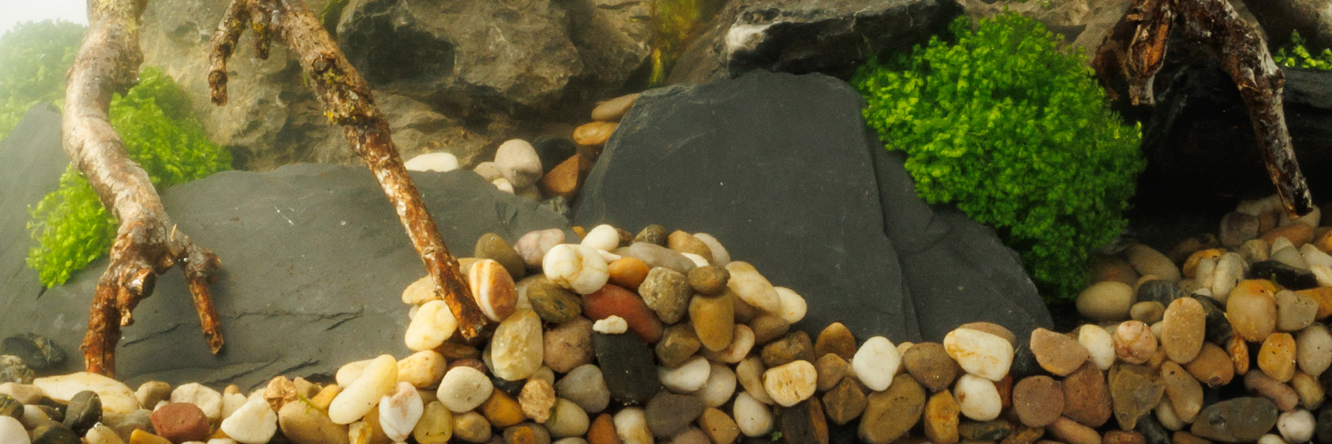 Paludariums