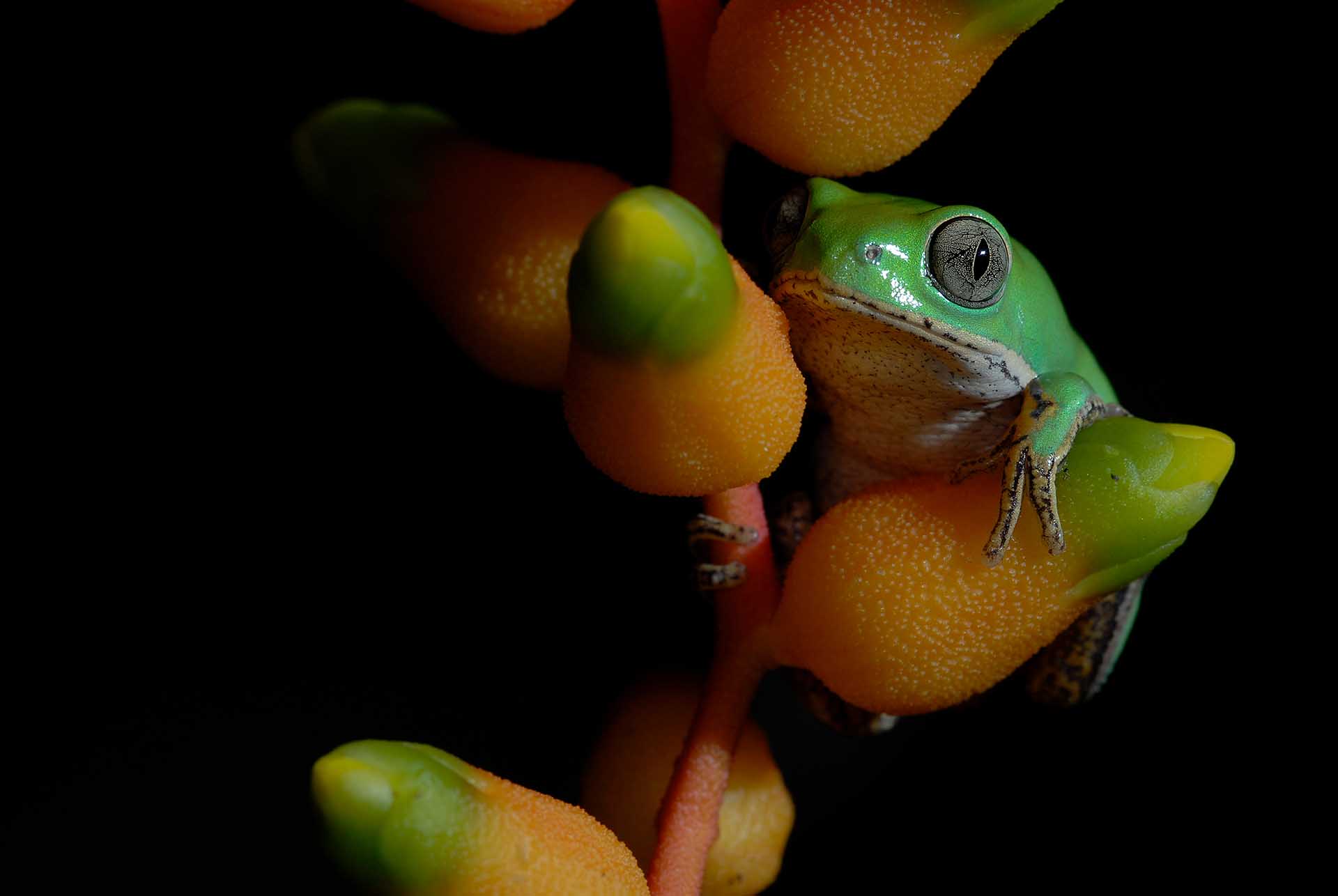 Dendrobates auratus
