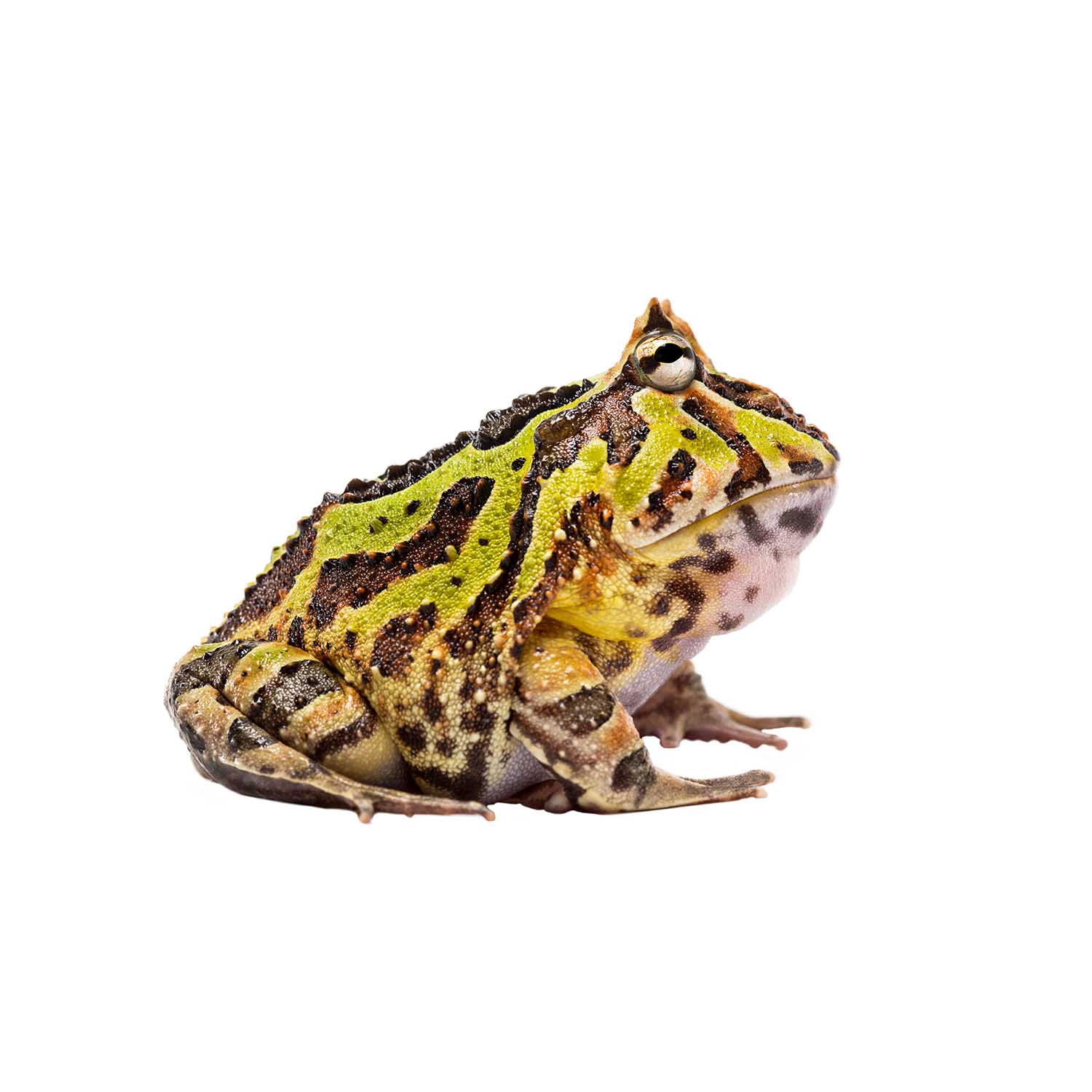 Ceratophrys ornata