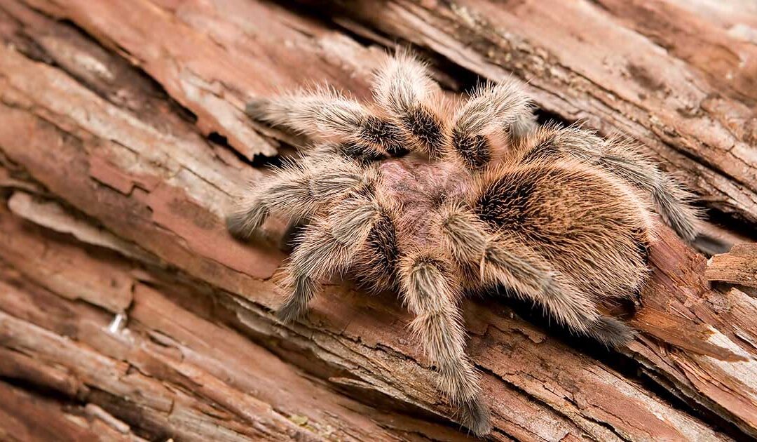 Grammostola rosea