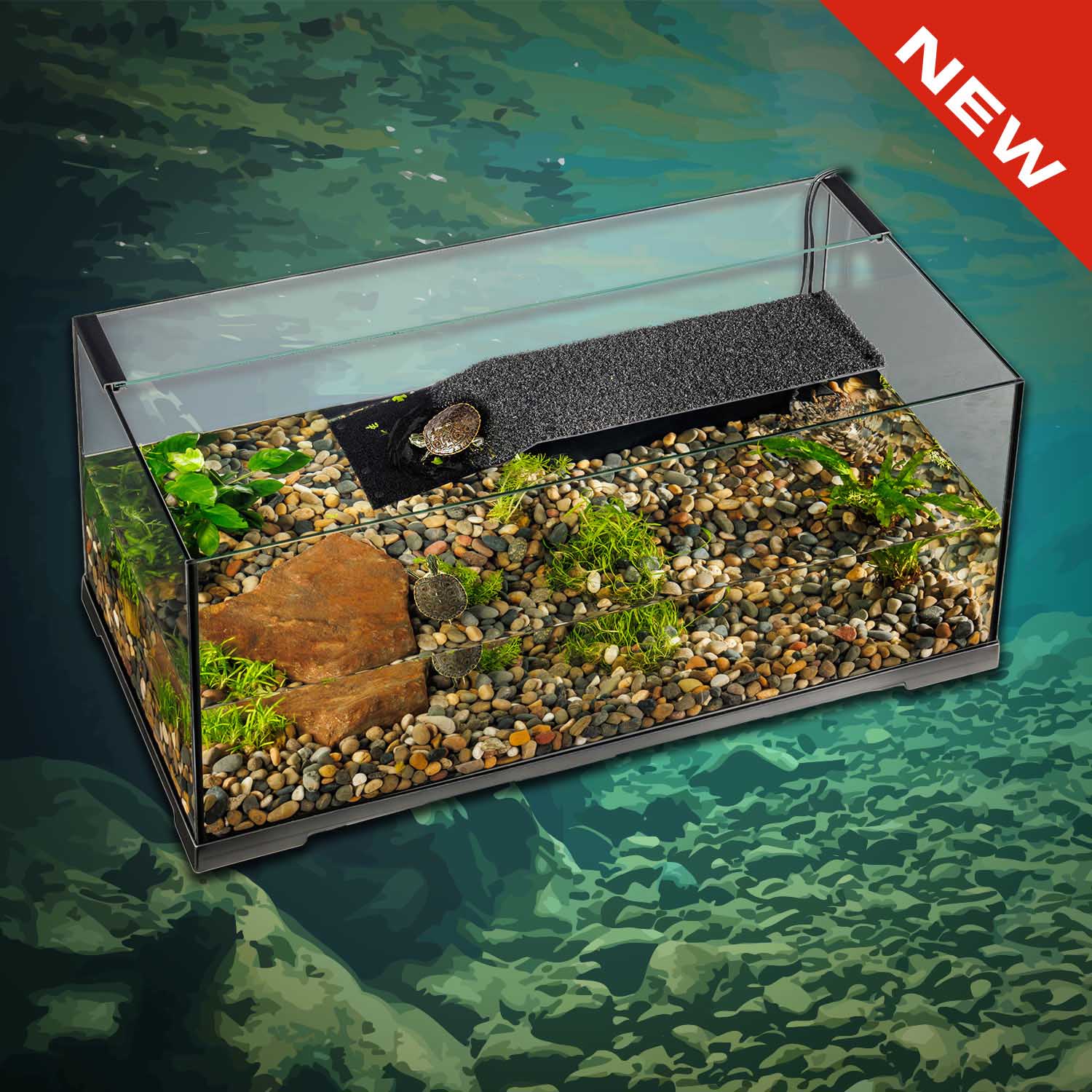 Chuckwalla (Sauromalus ater)