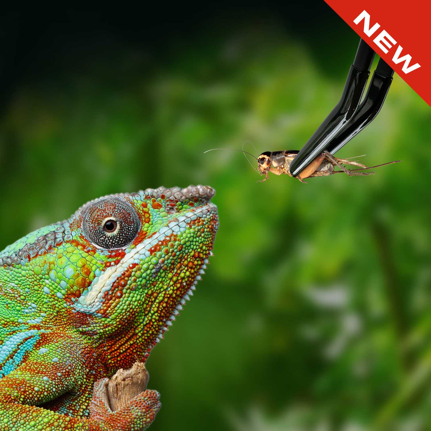 Chuckwalla (Sauromalus ater)