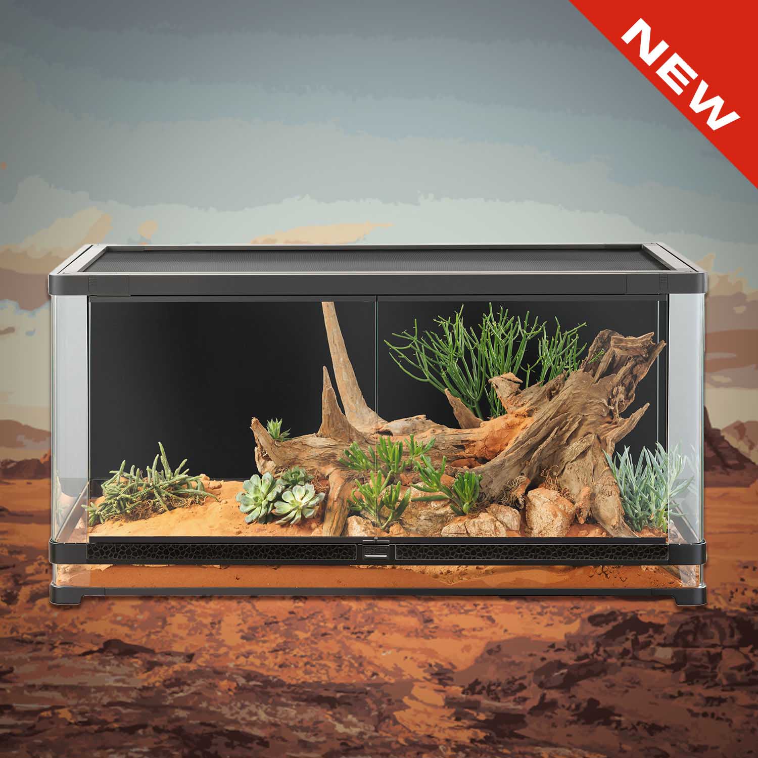 Chuckwalla (Sauromalus ater)