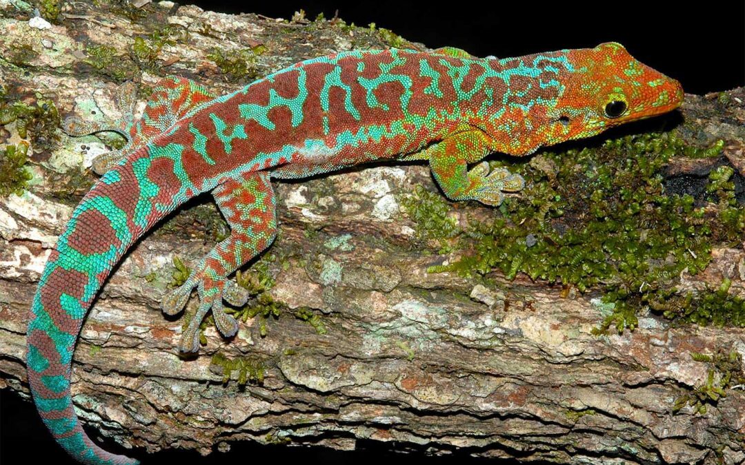 Rediscovering the R&eacute;union Island Day Gecko