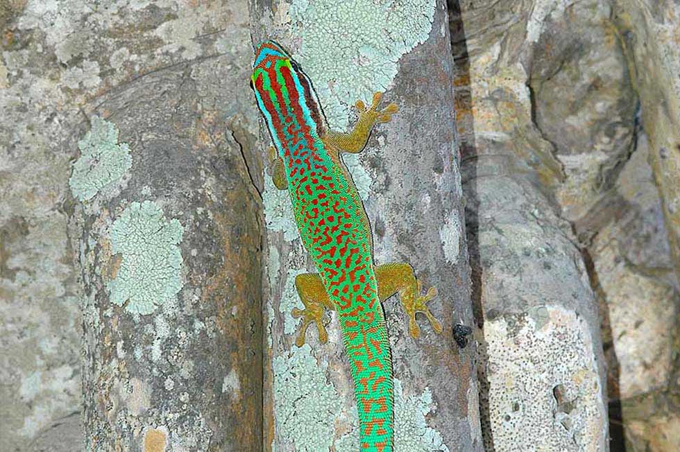 Protecting the Legacy of R&eacute;union Island&rsquo;s Day Geckos