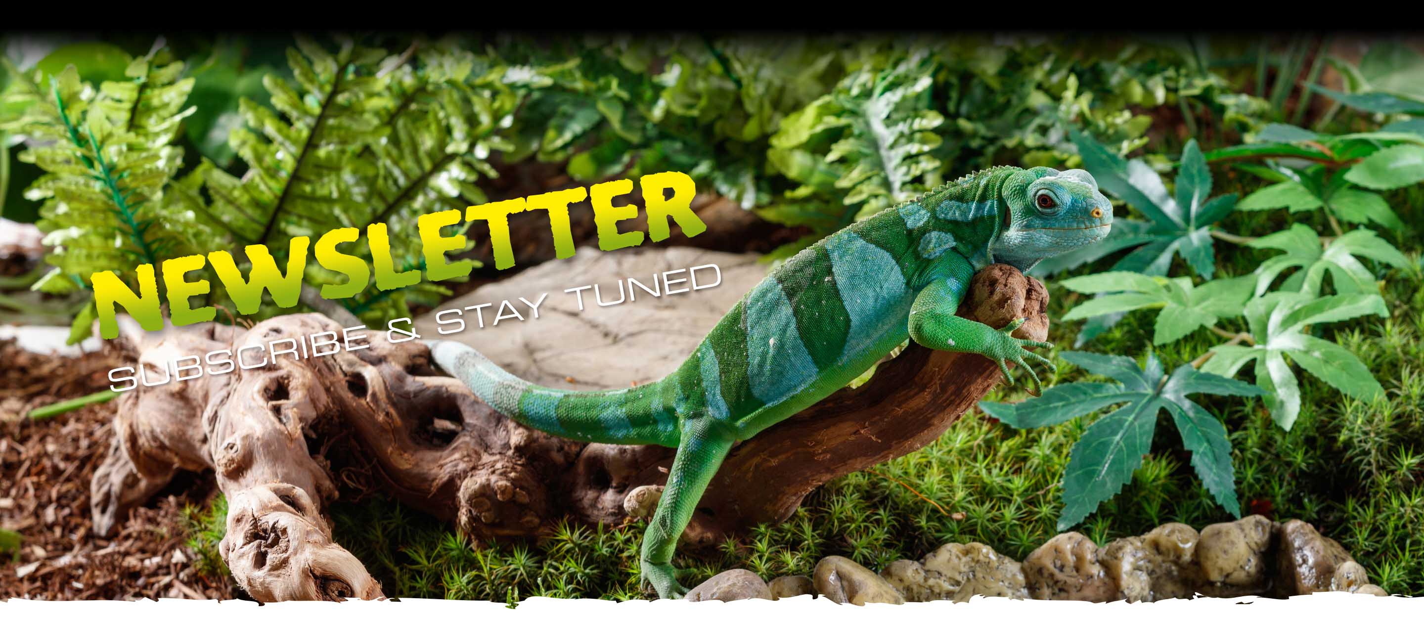 Newsletter: subscribe and stay tuned