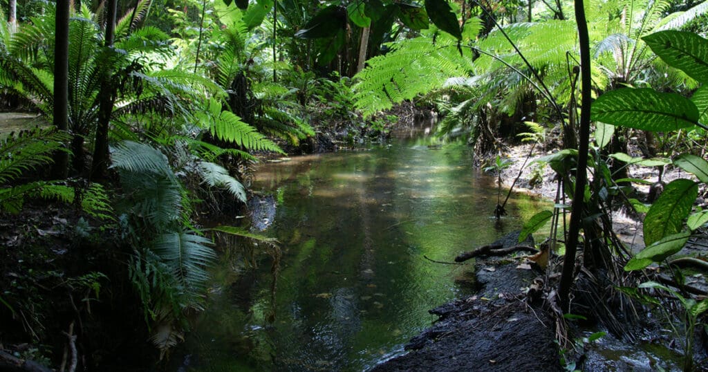 Paludariums